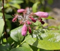 Kolkwitzia amabilis 'Pink Cloud'  - Koninginnenstruik  'Pink Cloud' - 2