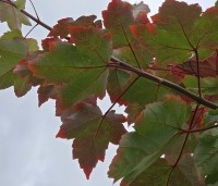 Acer rubrum 'Summer Red'  - Amerikaanse Esdoorn - 1
