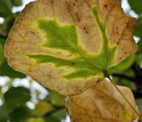 Cercis siliquastrum - Judasboom - 3