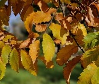 Zelkova serrata - Japanse Zelkova - 3