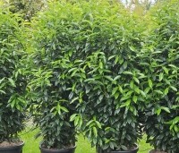 Prunus laurocerasus 'Elly' - Wintergroene laurierkers 'Elly' - 1