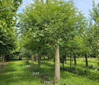 Pterocarya Stenoptera - Vleugelnoot - 8