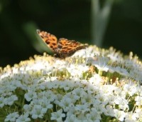 Viburnum lantana - Wollige sneeuwbal - vlinderplant