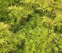 Acer palmatum 'Seiryu' - Japanse Esdoorn 'Seiryu' - 2