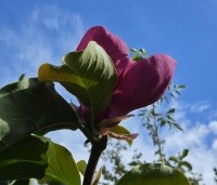 Magnolia soulangeana 'Lennei' - Beverboom - 1