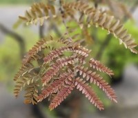 Gleditsia triacanthos 'Rubylace' - Valse Christusdoorn 'Rubylace' - 3