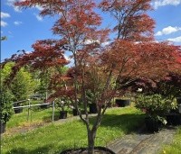 Acer palmatum 'Linearilobum' - Japanse Esdoorn 'Linearilobum' - 2