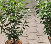 Prunus lusitanica 'Angustifolia' - Portugese laurier - 1