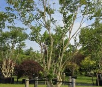 Heptacodium miconioides - Zevenzonenboom - 4