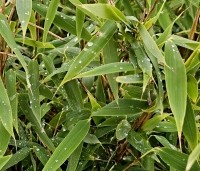 Fargesia murieliae 'Panda' - Bamboe 'Panda' - 1