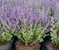 Perovskia atriplicifolia 'Blue Spire'  - Reuzenlavendel - 5