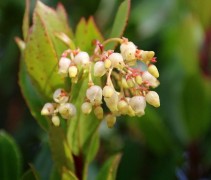 Arbutus
