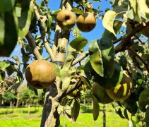 Pyrus communis 'Zoete Brederode'