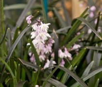 Slangenbaard siergras 'Niger' met contrastrijke witte-lila bloesem in mei/juni