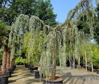 Cedrus libani 'Glauca Pendula' - Blauwe Treur Ceder - 2