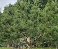 Pinus nigra 'Nigra' - Oostenrijkse den - 2