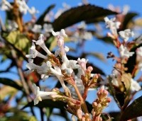 Viburnum farreri - Sneeuwbal  farreri - 1
