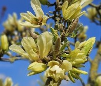 Magnolia soulangeana - Magnolia soulangeana - 1