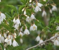 Styrax japonicus - Storaxboom - 3
