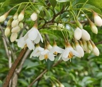 Styrax japonicus - Storaxboom - 2