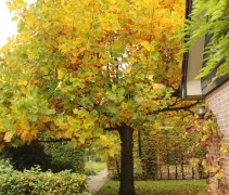 Liriodendron tulipifera