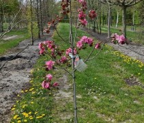 Malus Rudolph
