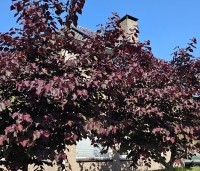 Cercis canadensis 'Forest Pansy' - Amerikaanse judasboom - 3