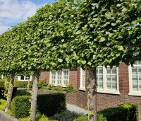Tilia x europaea 'Pallida' - Koningslinde - 4