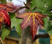 Liquidambar styraciflua 'Worplesdon' - Amberboom - verrassende herfstkleuren