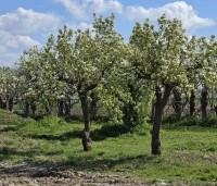 Pyrus communis cv - Peer ras onbekend - 1