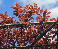 Prunus cerasifera 'Nigra' - Roodbladige kerspruim - 1