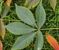 Aesculus x Arnoldiana 'Autumn Splendor' - Kastanjeboom met rode herfstkleuren - 7