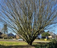 Carpinus betulus 'Fastigiata' - Haagbeuk 'Fastigiata' - ongesnoeid op voetstam