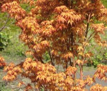 Acer palmatum 'Katsura'
