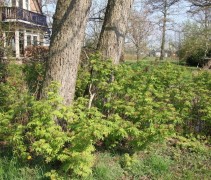 Sorbaria Sorbifolia