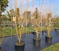 Acer palmatum ‘Bi-hoo’ - Acer palmatum ‘Bi-hoo’ - 3