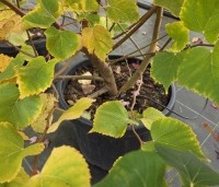 Tilia cordata 'Winter Orange' - Winterlinde - 2
