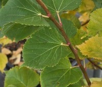 Tilia cordata 'Winter Orange' - Winterlinde - 3