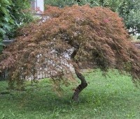 Acer palmatum 'Garnet' - Japanse esdoorn 'Garnet' - 1
