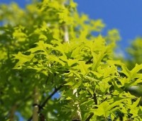 Quercus palustris - Moeraseik - 3