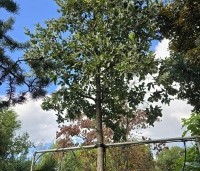 Quercus ithaburensis 'Hemelrijk Silver' - Semi- wintergroene eik 'Hemelrijk Silver' - 5