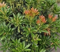 Pieris japonica 'Debutante' - Rotsheide 'Debutante' - 2