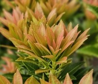 Pieris japonica 'Debutante' - Rotsheide 'Debutante' - 1