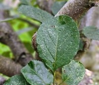 Malus dom. 'Bramley's Seedling' - Malus 'Bramley's Seedling' - 1