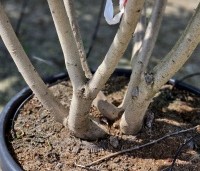 Catalpa erubescens 'Purpurea' - Purperkleurige trompetboom - 13