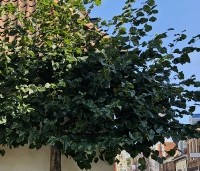 Tilia x europaea 'Euchlora' - Linde - september 2024