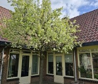 Pyrus calleryana 'Chanticleer' - Sierpeer - 4