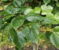 Tilia x europaea 'Euchlora' - Linde - 1