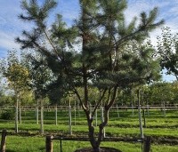 Pinus sylvestris - Grove den - 4