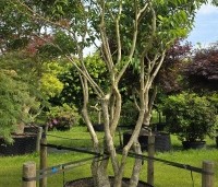 Heptacodium miconioides - Zevenzonenboom - 1